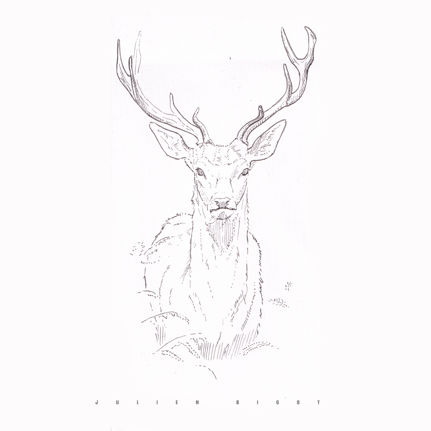 Dessin naturaliste de cerf